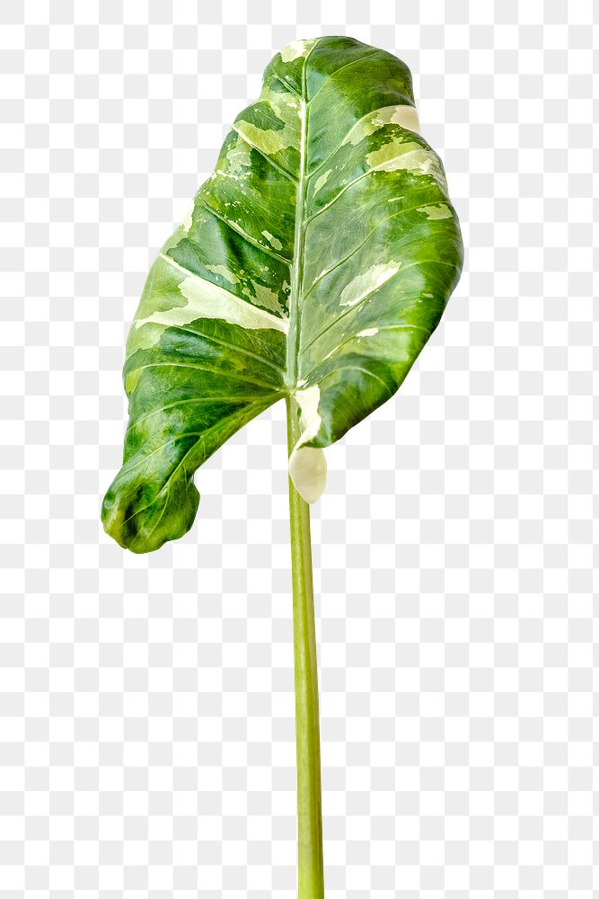 Heart shaped Alocasia leaf transparent png