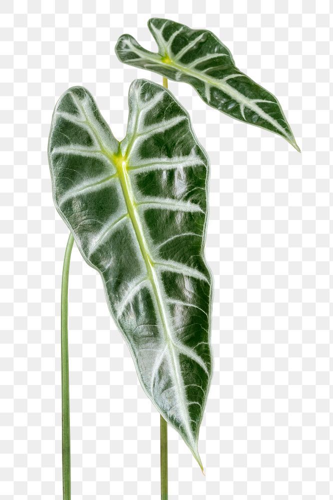 Amazonian Elephant Ear leaf design element