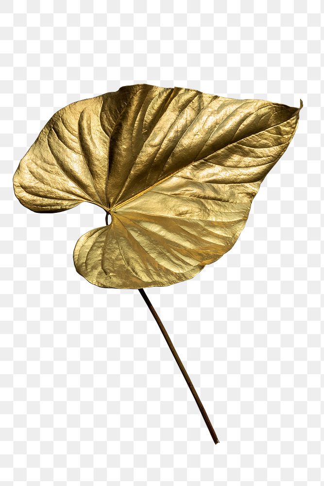 Gold spray paint on Alocasia leaf transparent png