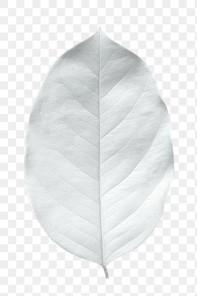Dry bleached white leaf transparent png