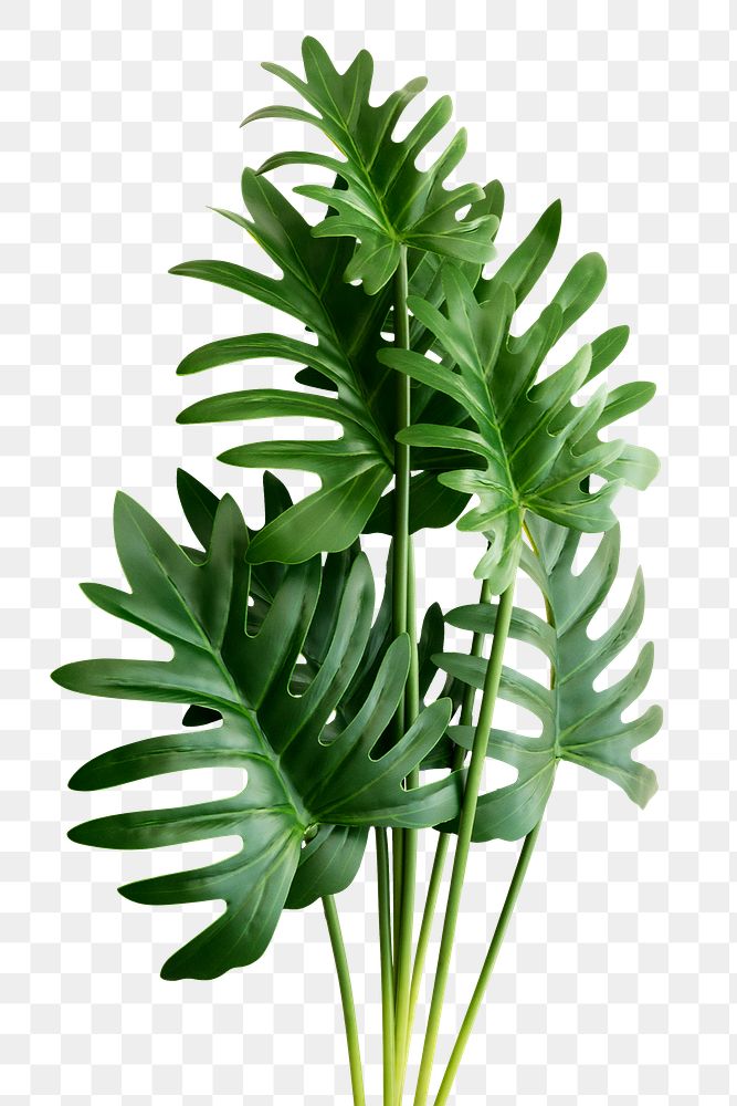 Fresh green Philodendron Xanadu leaves transparent png