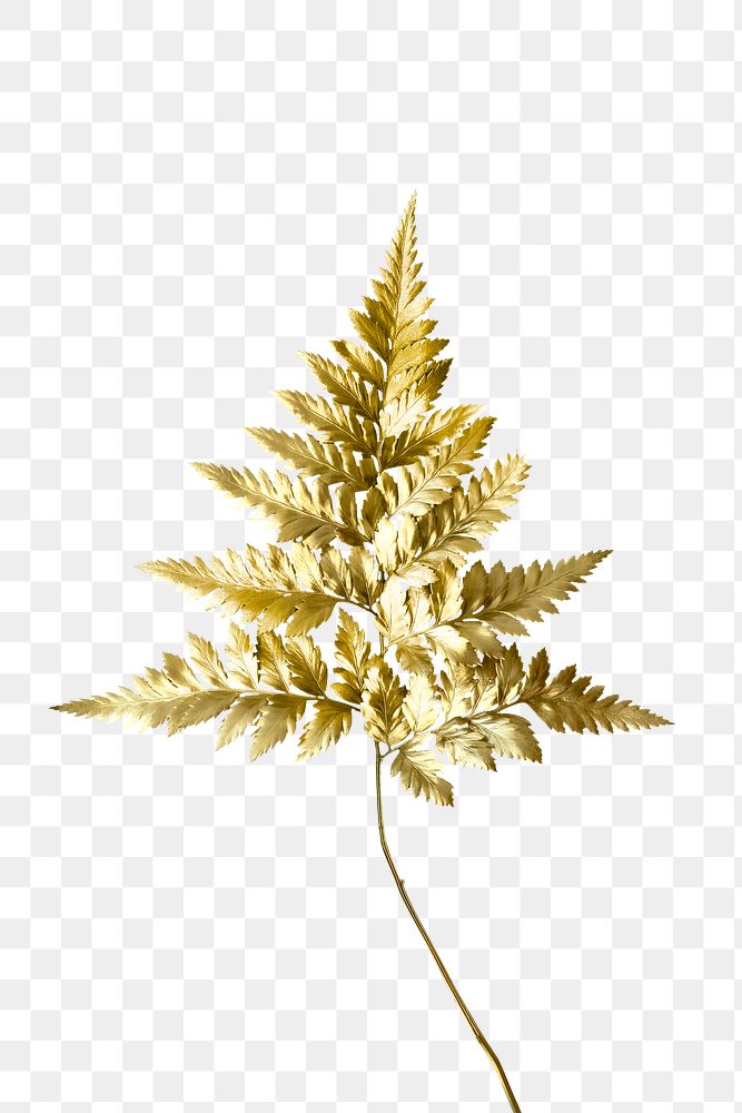 Golden leatherleaf fern plant transparent png