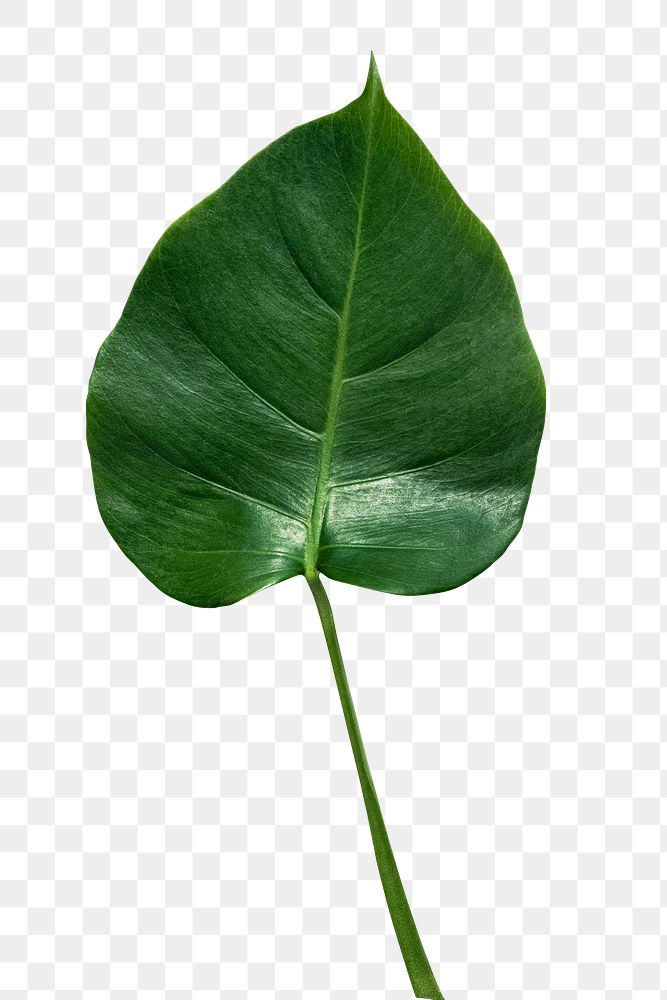 Philodendron monstera leaf element transparent png