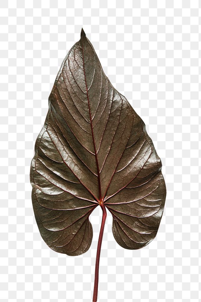 Tropical dark brown Alocasia leaf transparent png