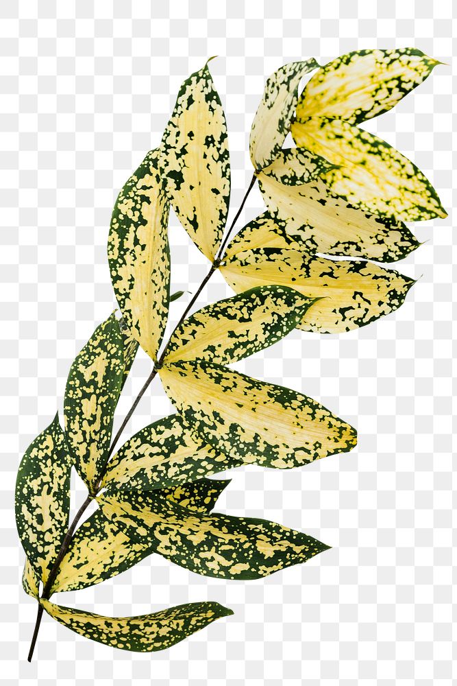 Gold dust croton branch design element