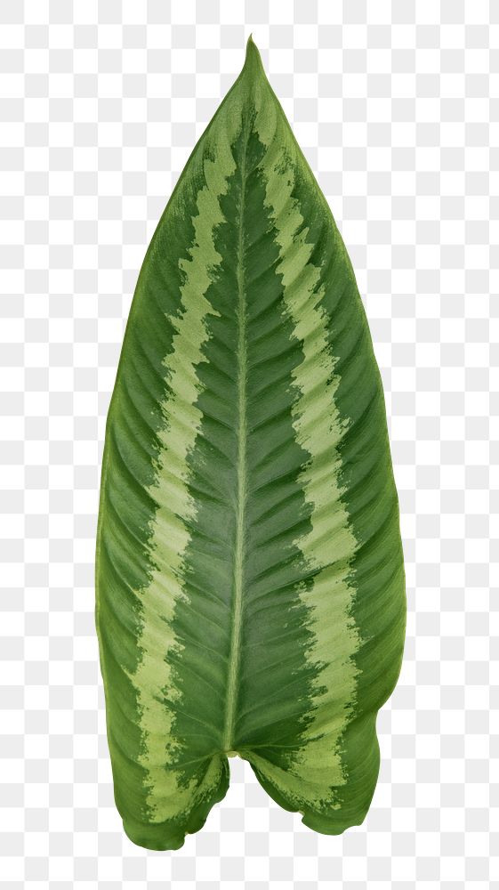 Nephthytis Plant png leaf mockup