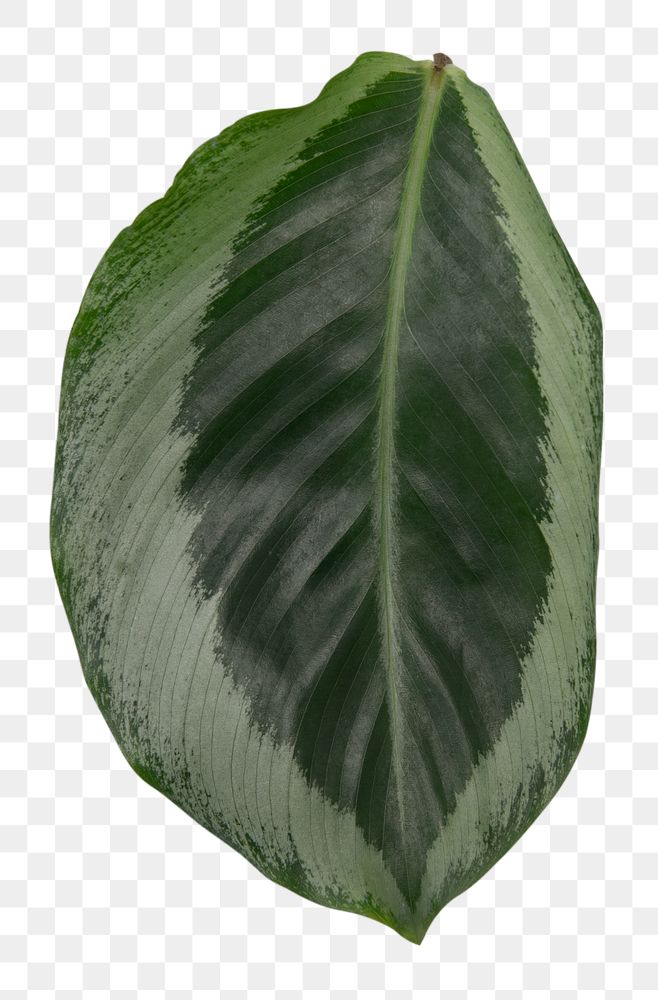 Calathea plant png leaf mockup