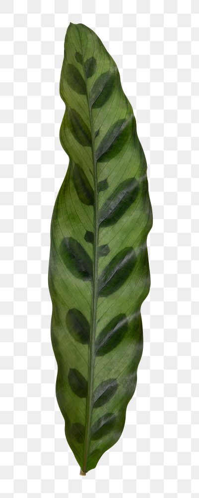 Calathea leaf png plant mockup