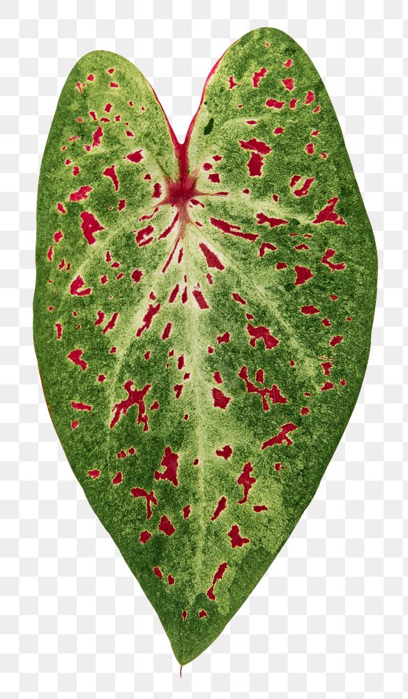 Caladium leaf png plant mockup
