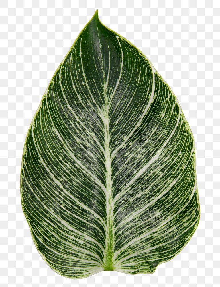 Calathea png leaf mockup