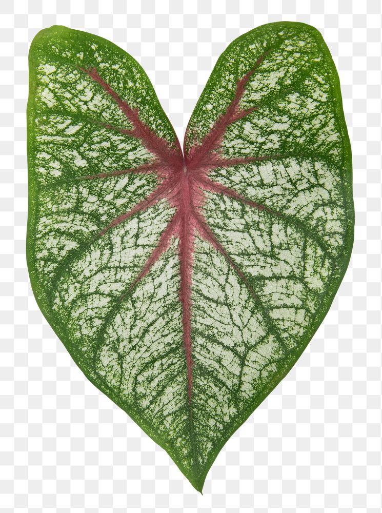 Anthurium png leaf mockup