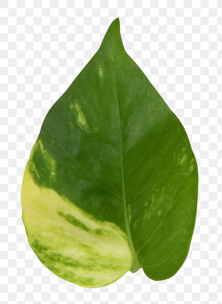 Nephthytis plant png leaf mockup