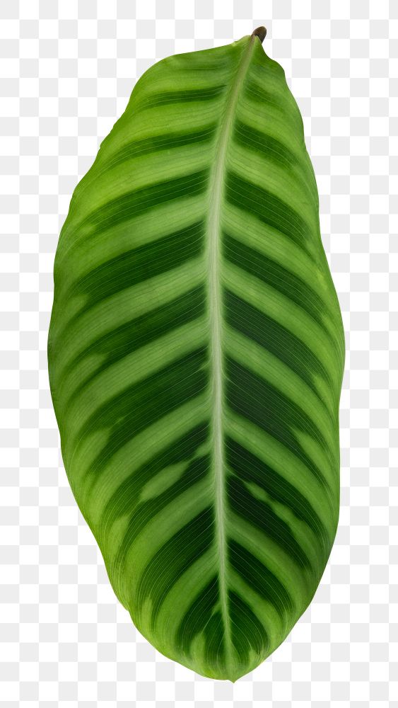 Green plant leaf png mockup transparent background