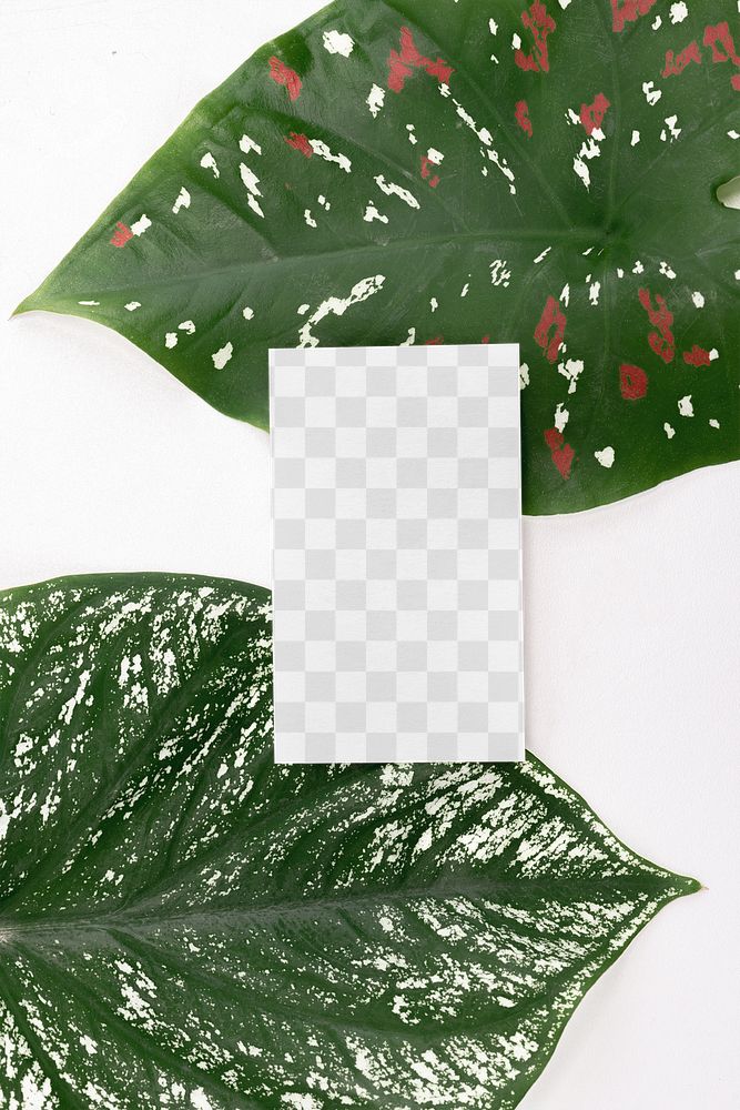 Name card png mockup on green leaves