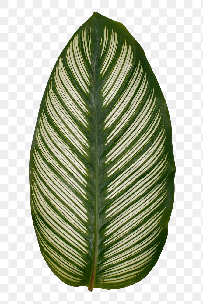 Calathea leaf png plant mockup