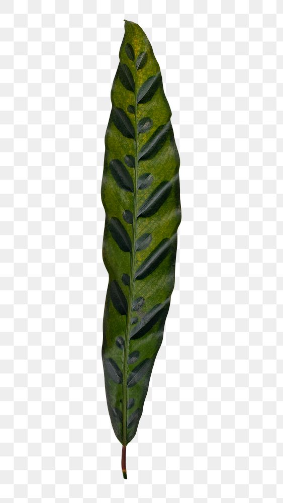 Calathea leaf png plant mockup
