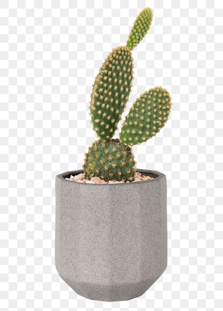 Bunny ears cactus png mockup in a pot