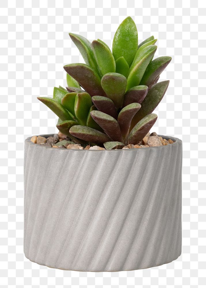 Succulent plant png mockup in a small gray pot