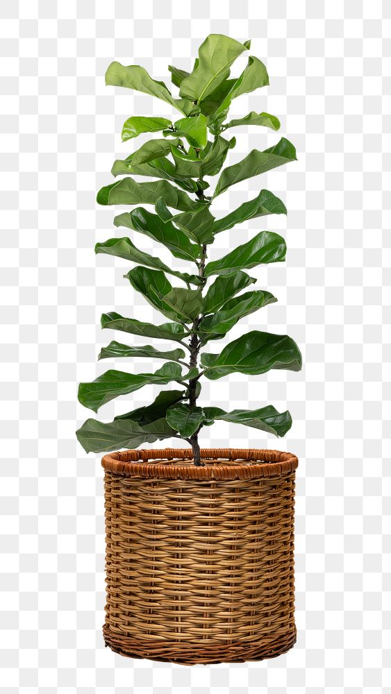 Fiddle leaf fig png mockup plant in a pot