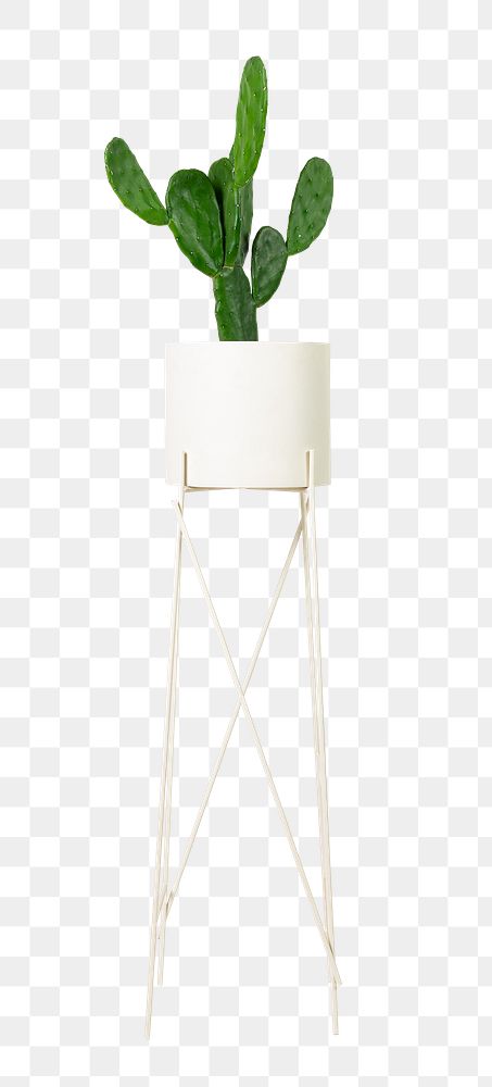 Cereus cactus plant png mockup in a pot on a stand