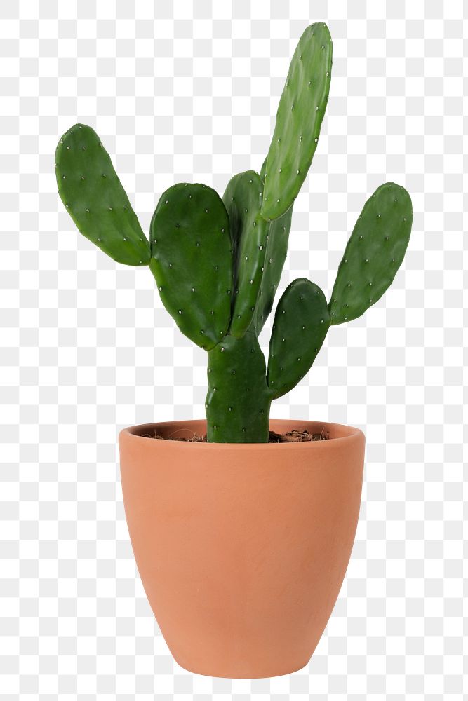 Bunny ear cactus png mockup in a terracotta pot