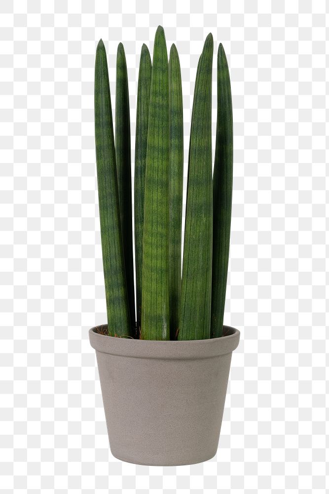 Cylindrical snake plant png mockup in a gray pot