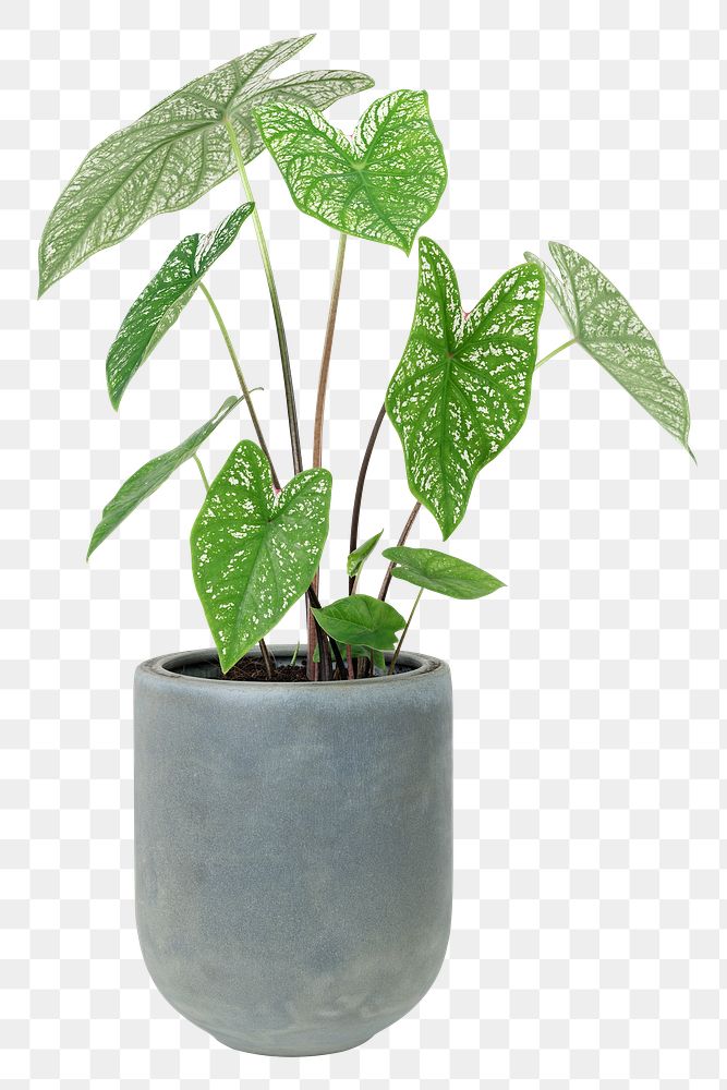 Caladium png potted plant, transparent background