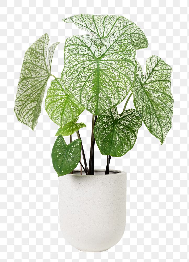 Caladium png potted plant, transparent background