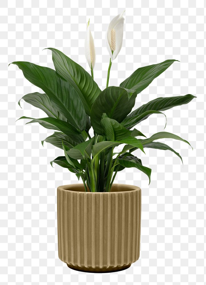 Peace lily plant png mockup in a pot