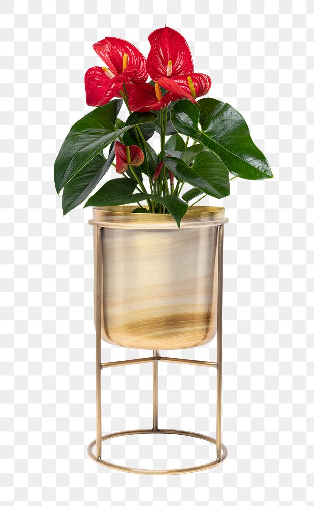 Red anthurium houseplant png mockup in a brass plant pot