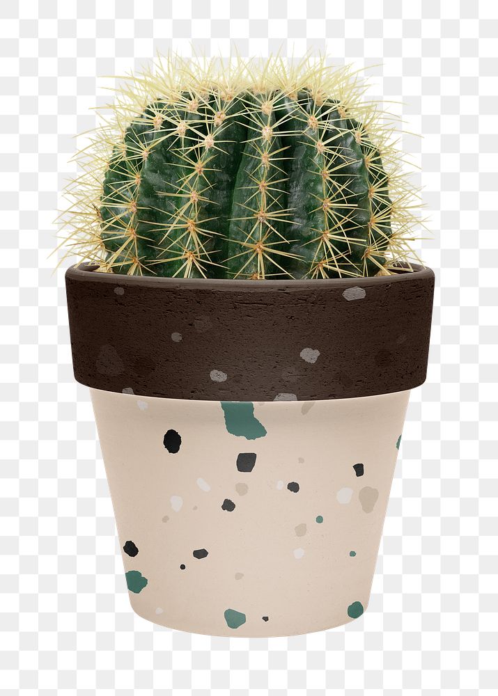 Golden barrel cactus png mockup in a terrazzo pot