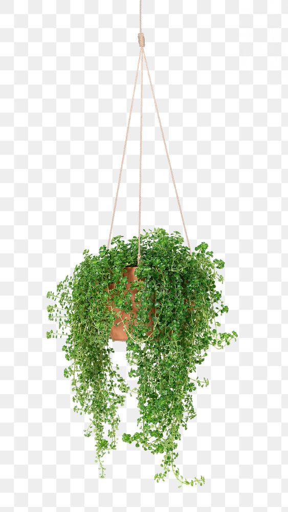 Angel vine png mockup indoor hanging plant