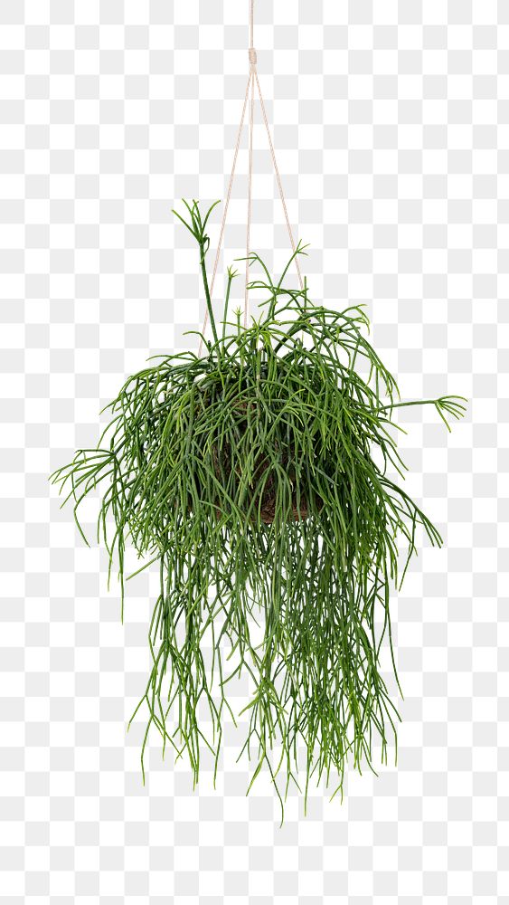 Hanging grass plant mockup png