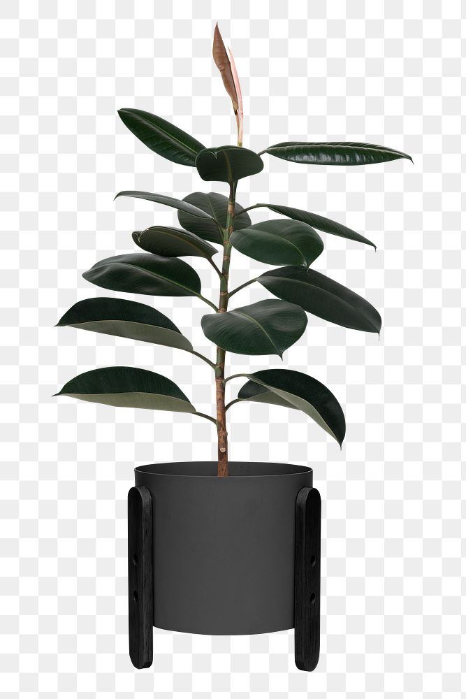 Rubber plant png mockup in a pot