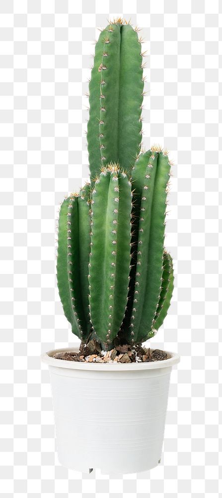 Cereus Cactus png plant mockup in a pot