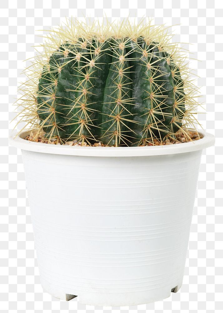 Golden barrel cactus png mockup in a white pot