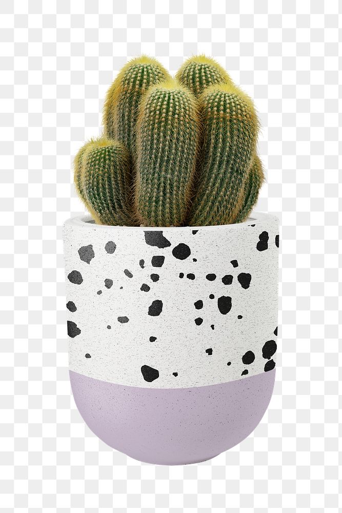 Sea sand cactus mockup png in a pot