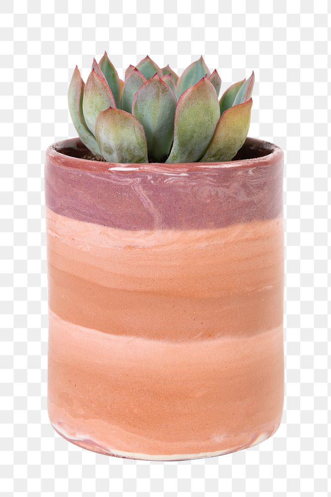 Succulent plant png mockup in a terracotta pot home decor object