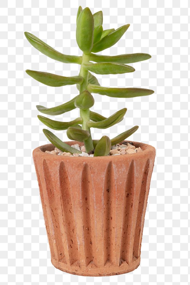 Succulent plant png mockup in a terracotta pot home decor object