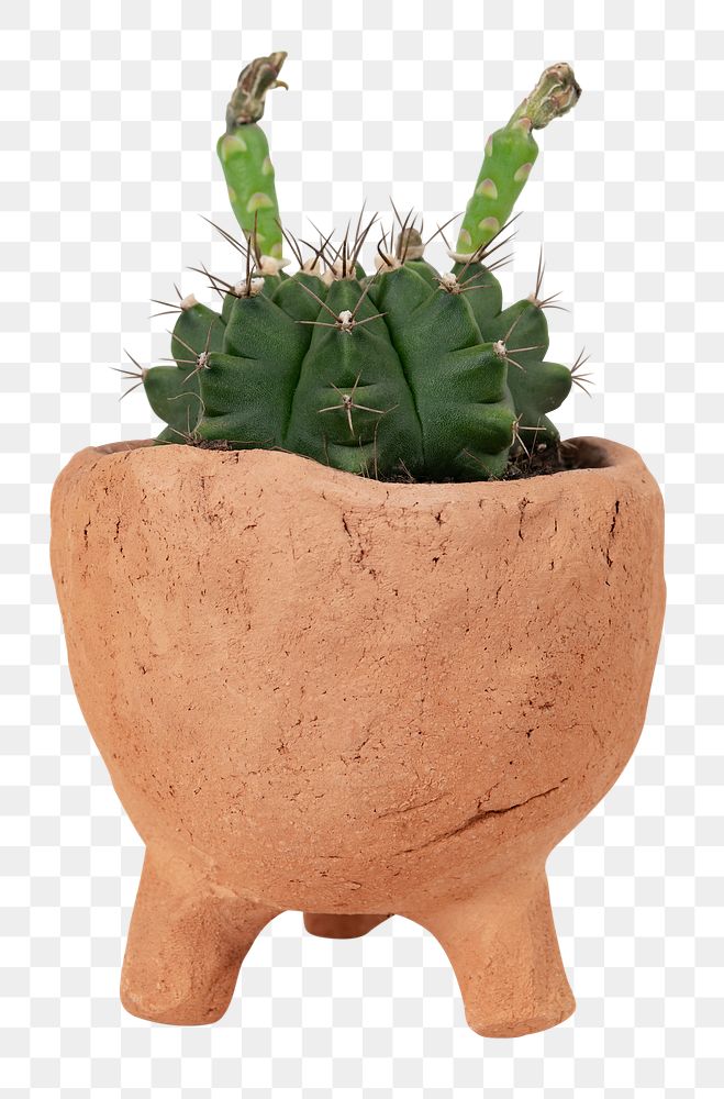 Barrel cactus png mockup in a terracotta pot