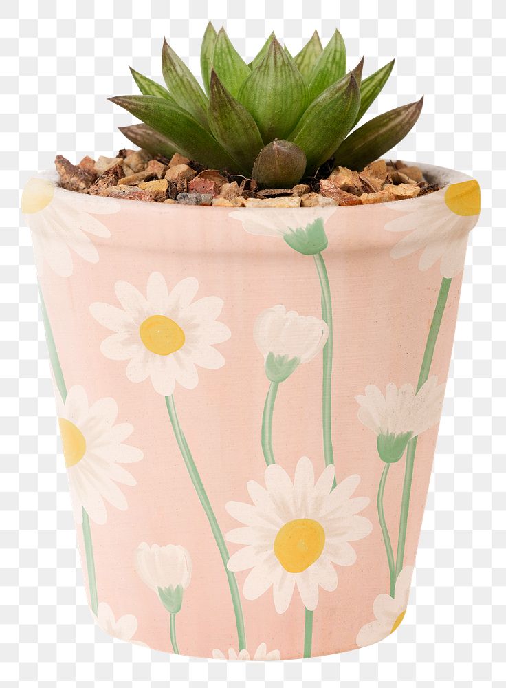 Succulent plant png mockup in a cute pot