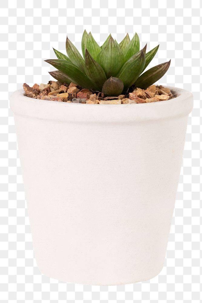 Small succulent plant png mockup in a white pot