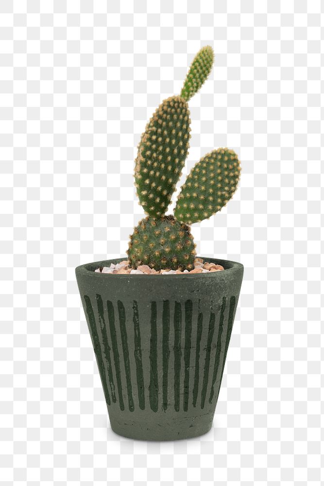 Bunny ears cactus mockup png in a pot