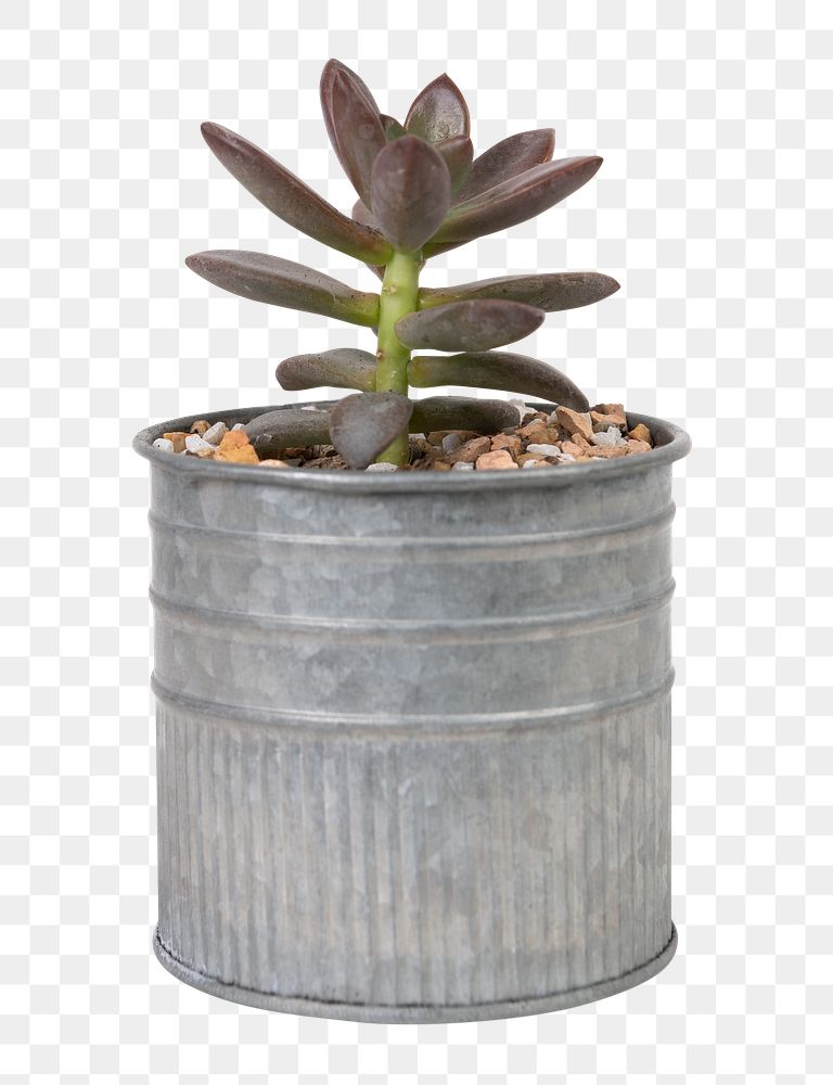 Succulent plant png mockup in a small in can