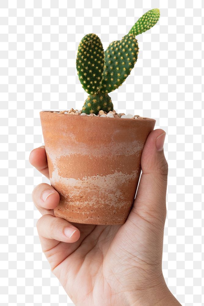 Small terracotta pot png mockup with cactus