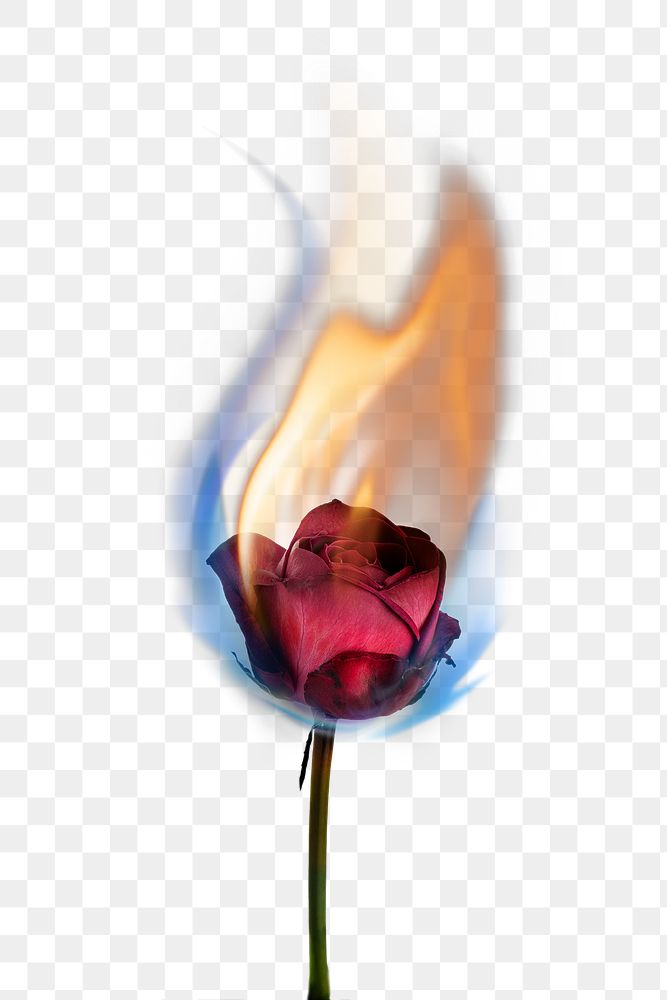 Burning rose png aesthetic flower, realistic flame effect on transparent background