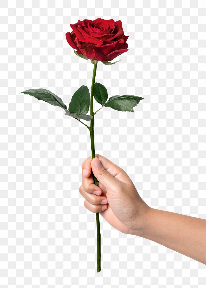 Red rose png, held by hand, collage element