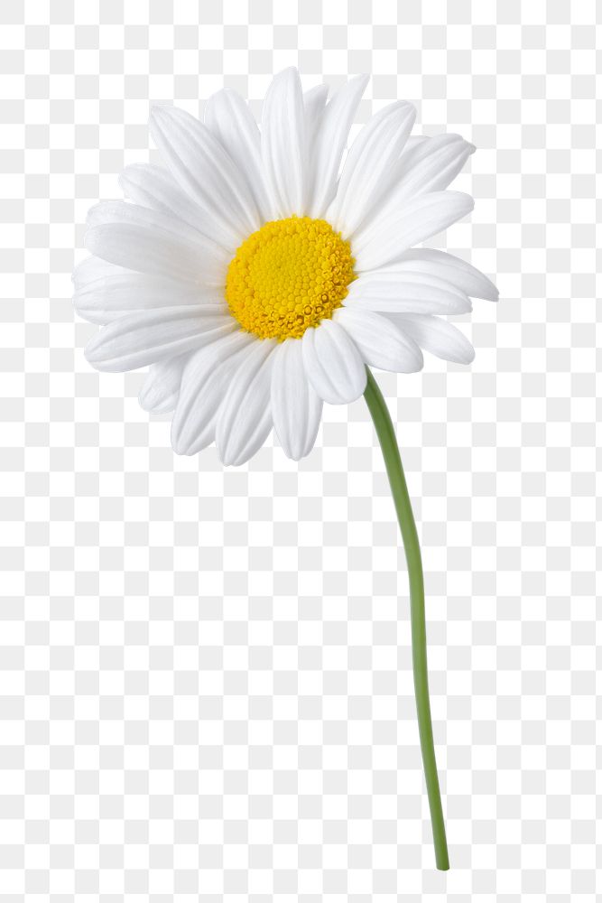 PNG white daisy flower sticker