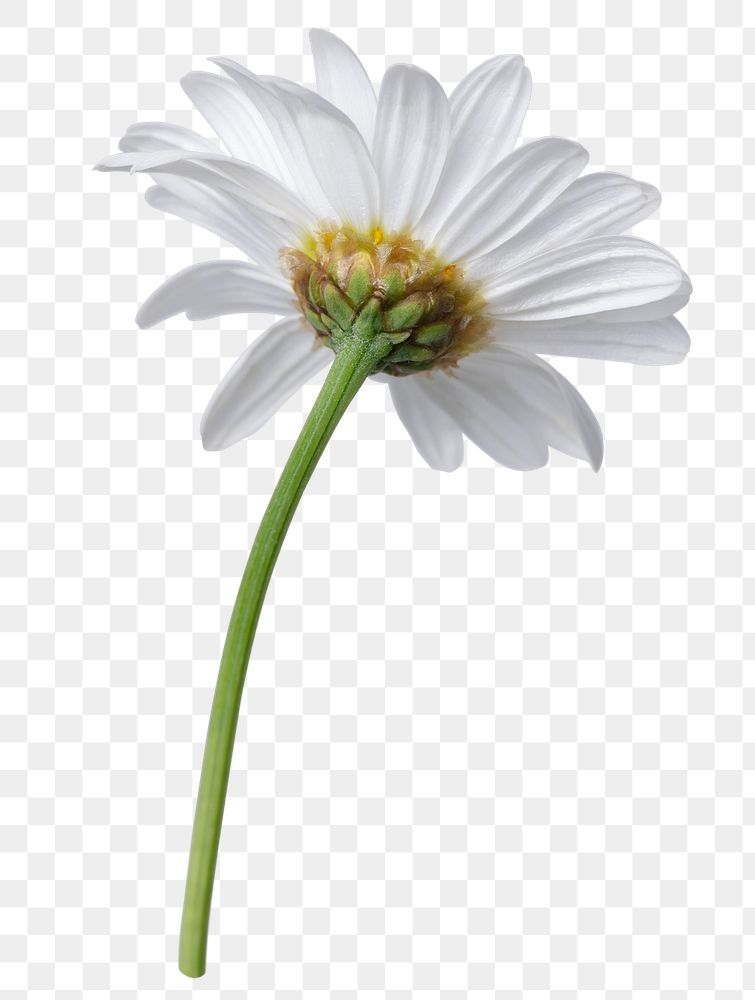 PNG white daisy flower sticker