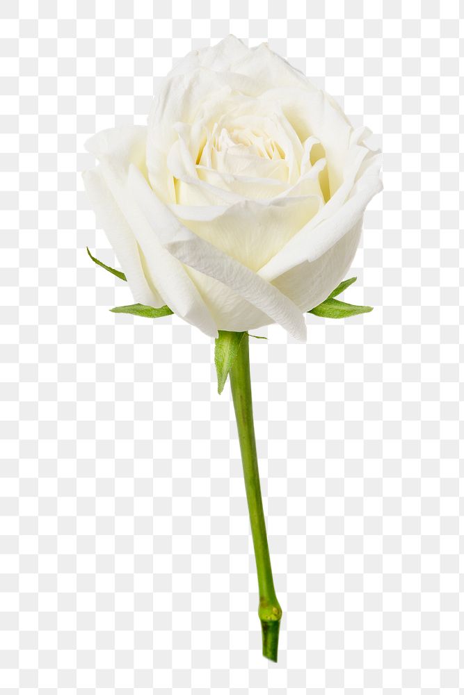 White rose png, valentine's flower sticker